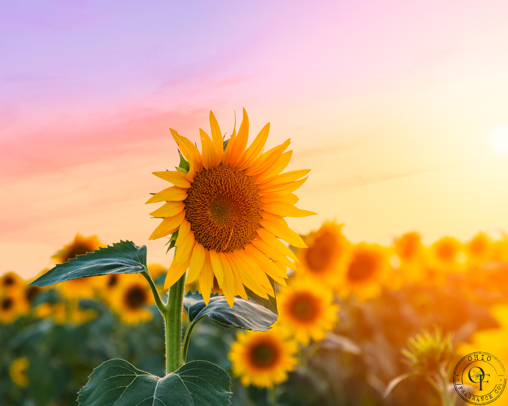 Sunny Sunflower - Fragrance Oil