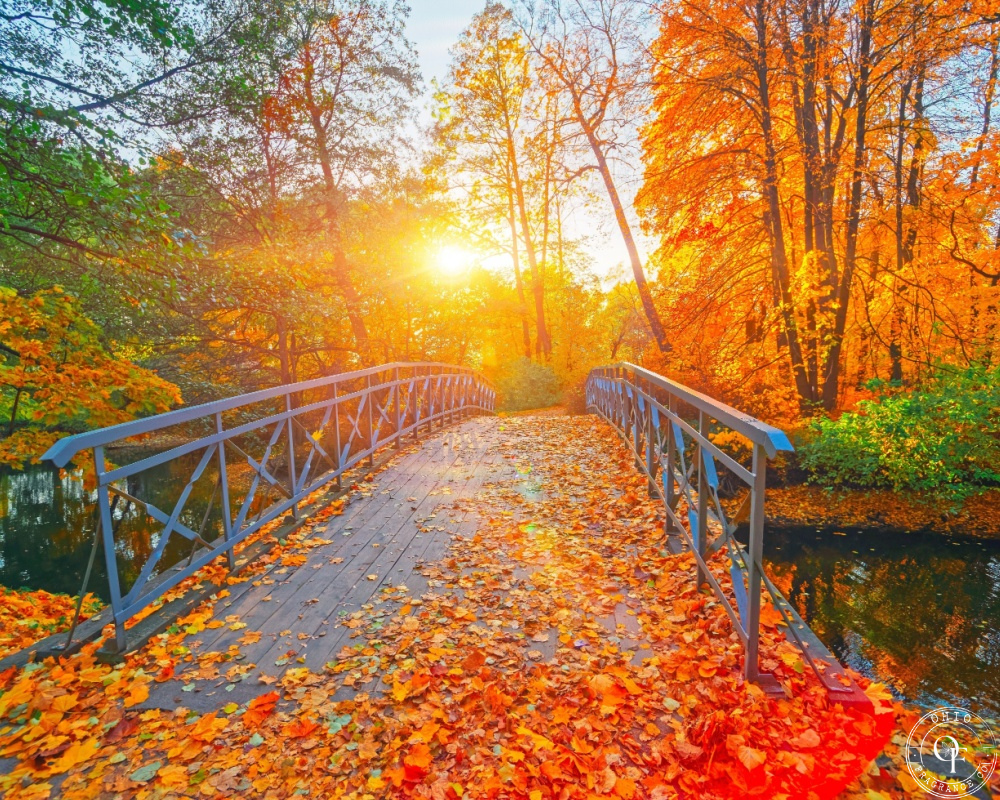 Golden Woods - Fragrance Oil