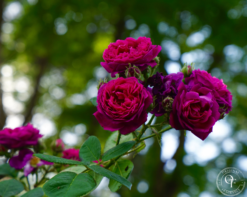 Gypsy Rose - Fragrance Oil