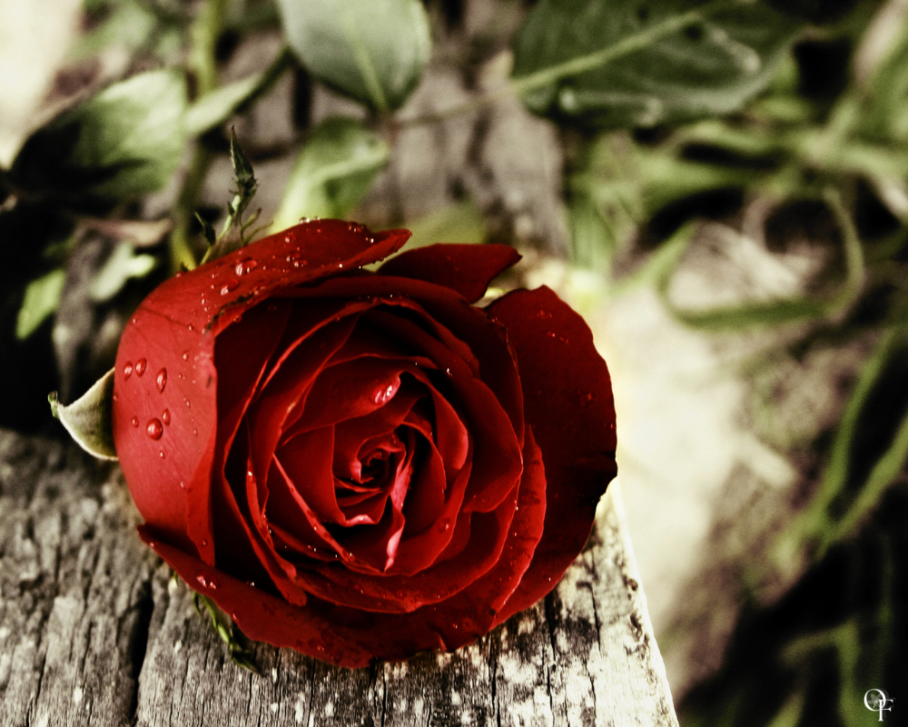 Roses Are Red - Fragrance Oil