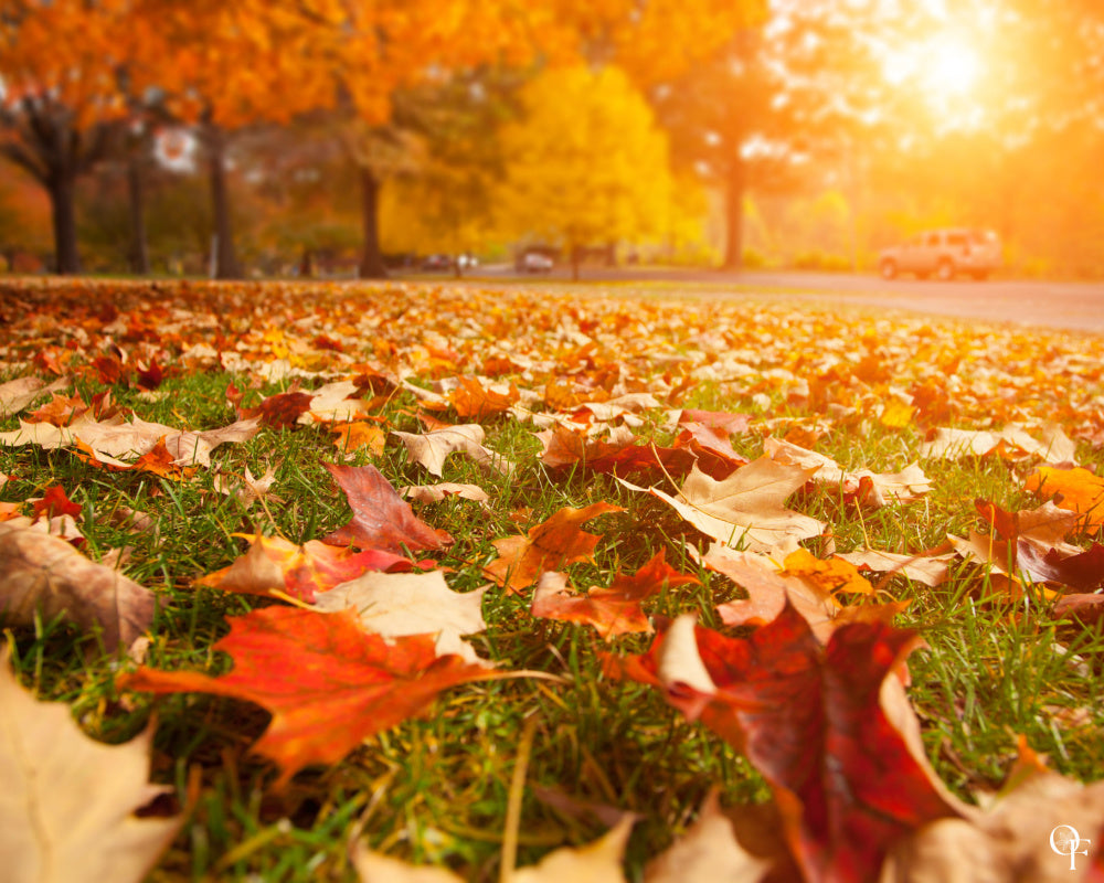 Fresh Fall Morning (type) - Fragrance Oil